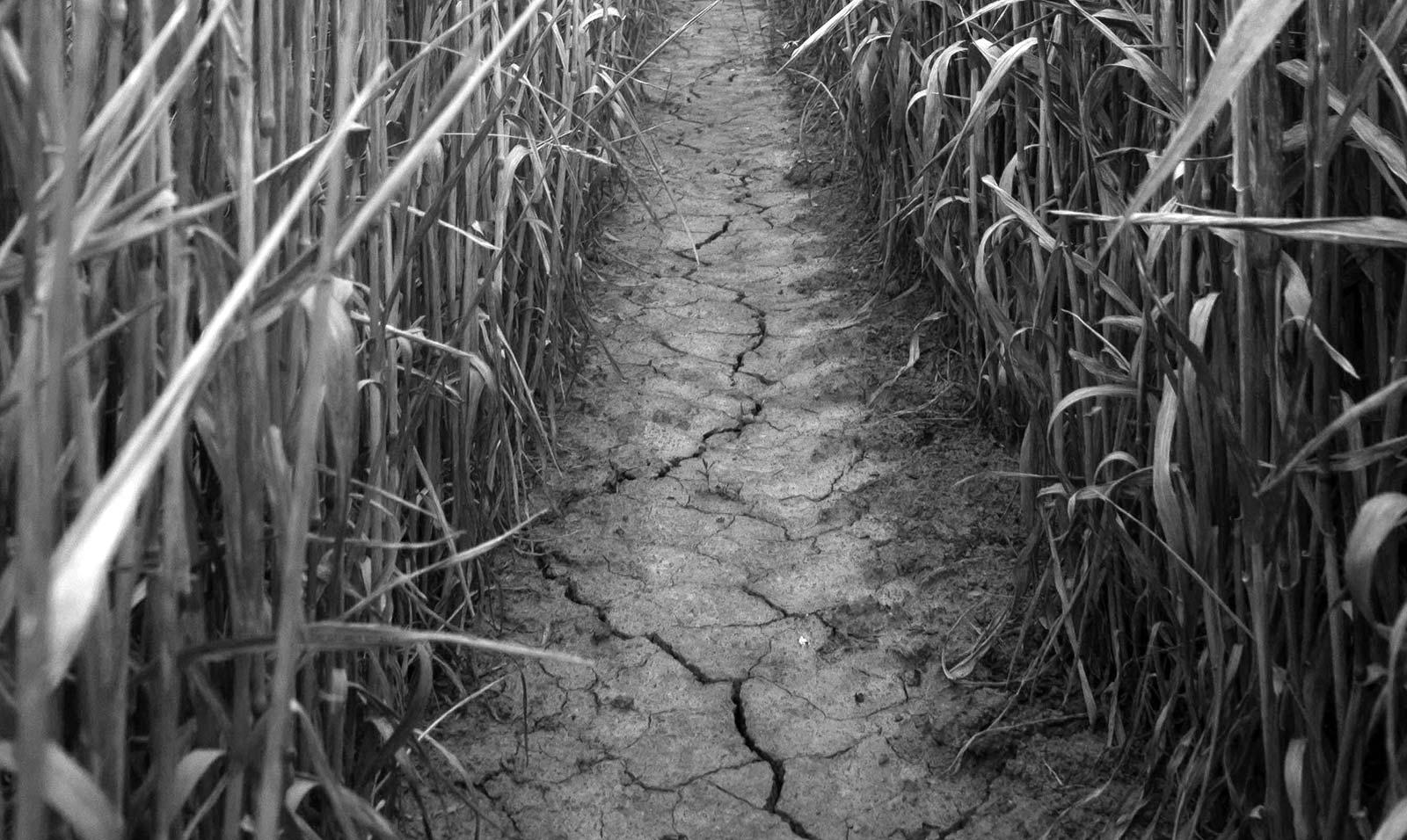 wheat path